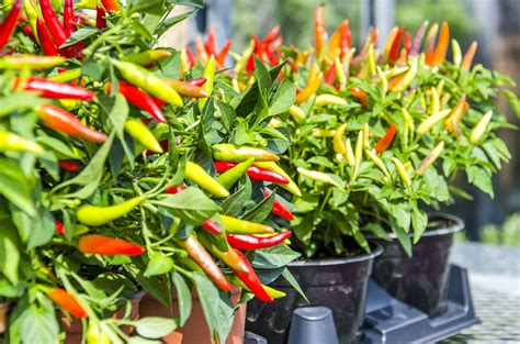 Peppers garden centre. Find the perfect pepper garden centre stock photo, image, vector, illustration or 360 image. Available for both RF and RM licensing. 