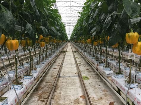 Peppers greenhouse. Things To Know About Peppers greenhouse. 