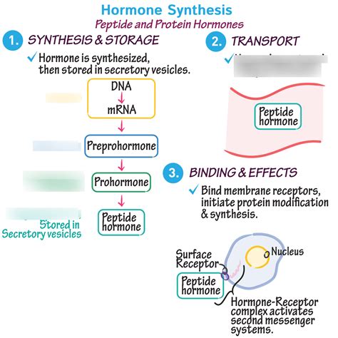 The structure of peptide hormones is that of a polypeptide chain (chain of amino acids). The peptide hormones include molecules that are short polypeptide chains, such as antidiuretic hormone and oxytocin produced in the brain and released into the blood in the posterior pituitary gland. This class also includes small proteins, like growth .... 