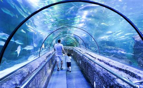 Perbandingan Jakarta Aquarium vs Seaworld, Mana yang Lebih …