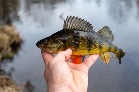 Perch