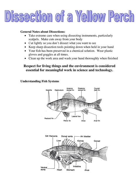 Perch Dissection Questions And Observations Answers