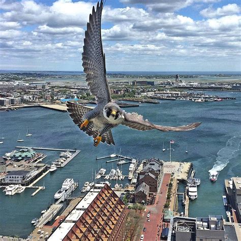 Peregrine Falcons nest at top of Boston’s Custom House