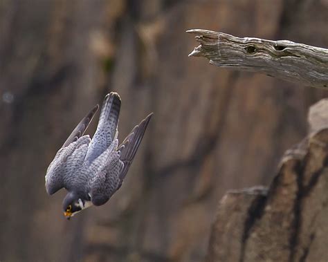 Peregrine falcon in a dive. Length. 34-58. cm inch. Wingspan. 74-120. cm inch. The Peregrine falcon ( Falco peregrinus) is a large cosmopolitan raptor in the family Falconidae. It is renowned for its speed during its characteristic hunting stoop (high-speed dive), making it the fastest bird in the world, as well as the fastest member of the animal kingdom. 