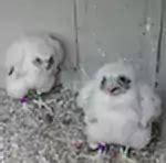 Peregrine falcons AES Indiana