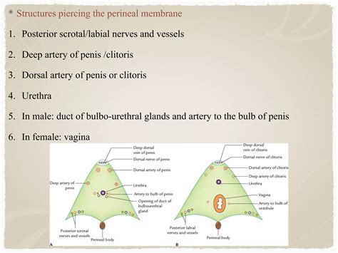 th?q=Perenium clitoris