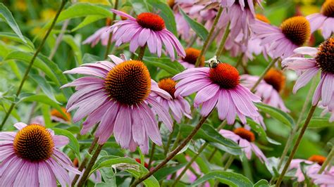 Perennial Seeds to Plant in Fall - Garden Gate