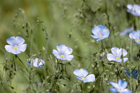 Perennial flax - info, planting, care and tips - live