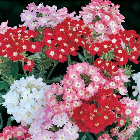 21) Valerian. 22) Wallflower. 23) Carnations. 24) Aster. 25)