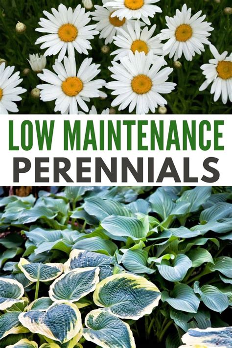 Perennial plants for graves.  Experts advise giving preference to unpretent...