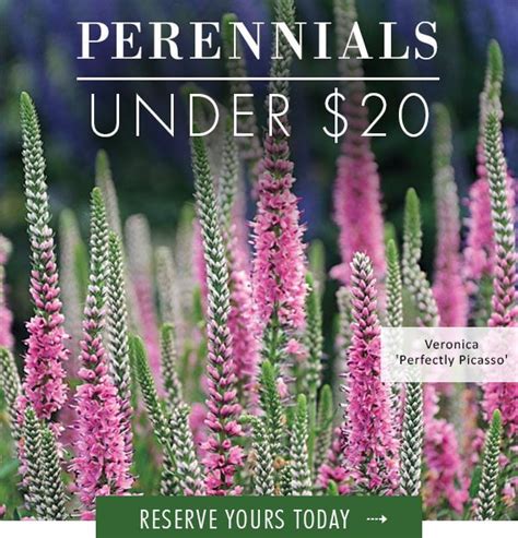 Perennials Under $20 Jackson & Perkins