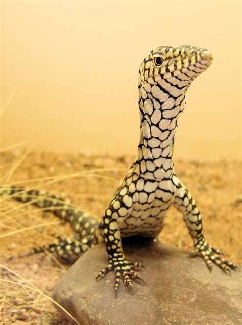 Perentie lizard. Shop monitor lizards for sale at discount prices. We carry a broad range of captive borne farm raised monitor lizards from Africa, Asia and Australia for sale with same day Fast Shipping and Our live arrival guarantee! Being monitor enthusiasts ourselves helps ensure that we will always have a good selection of some rare and hard to find species including color morphs like albino, hypo and ... 