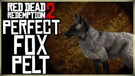 There are two approaches to hunting the silver fox: either charge it on horseback before it can run away or use some cover scent lotion and stalk it. To get a perfect pelt, use a repeater and shoot the fox in one of its red 'critical' zones. Perfect fox pelts from the rare silver fox are used to craft many unique apparel items at the Trapper.