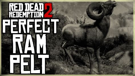 Perfect ram pelt rdr2. Things To Know About Perfect ram pelt rdr2. 