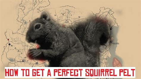 Perfect squirrel pelt rdr2. Things To Know About Perfect squirrel pelt rdr2. 