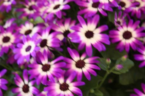 Pericallis – Costa Farms