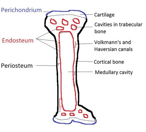 Perichondrium vs Periosteum Meaning And Differences
