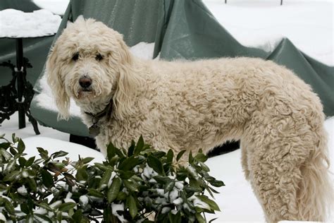 StoneRidge Doodles is located in Hennepin County, Minnesota and is proud to have connected GoldenDoodles, SheepaDoodles, LabraDoodles and BerneDoodles with their forever families - all over the world!. 