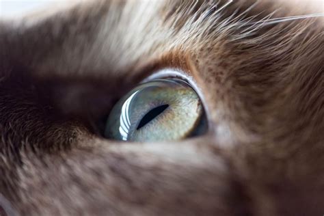 Perineal Urethrostomy in Cats - Cat-World