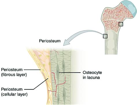 Periosteum Bone Structure