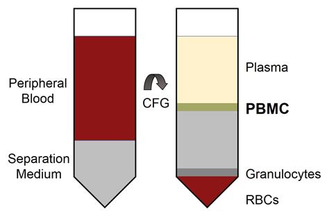 Peripheral Blood Mononuclear Cells Pbmcs Biochrom Bioz