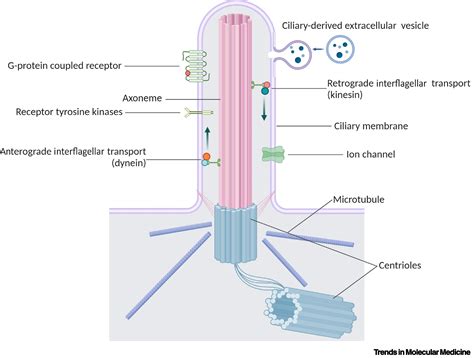 Peripheral and central control of obesity by primary cilia