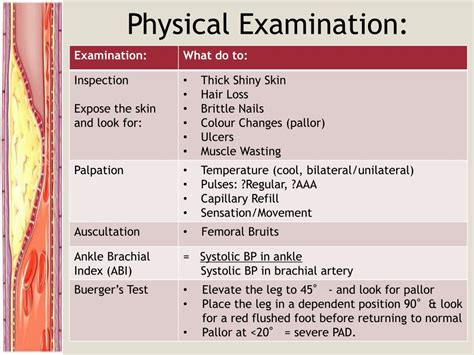 Peripheral vascular disease assessment in the lower limb: a …