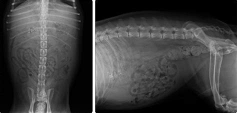 Peritonite nel cane - Cause, sintomi e cura - AnimalPedia