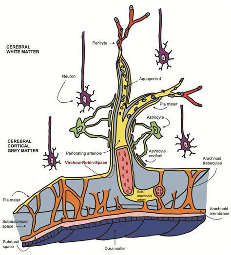 Perivascular (Virchow–Robin) spaces.