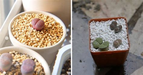 Perlite vs Pumice (Which One Is Best?) - Sublime Succulents