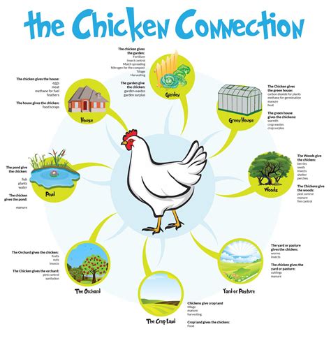 Permaculture Chicken