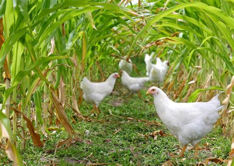 Permaculture Chicken