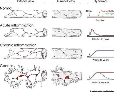 Permeability of the Endothelial Barrier: Identifying and …