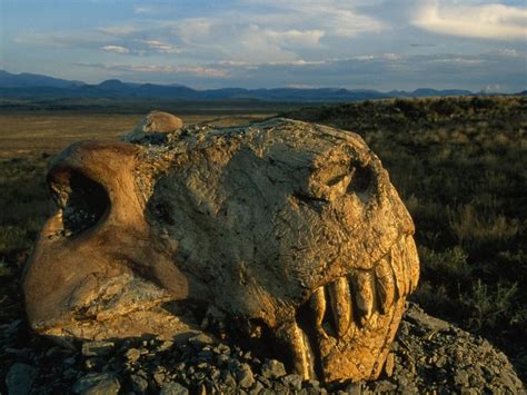 Permian mass extinction. Things To Know About Permian mass extinction. 