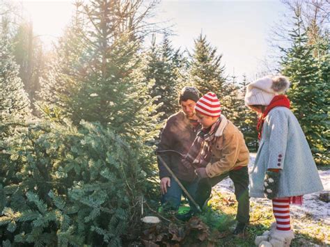 Permits open for cutting your own Christmas tree
