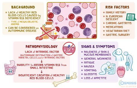 Pernicious Anemia Pathophysiology - SimpleNursing