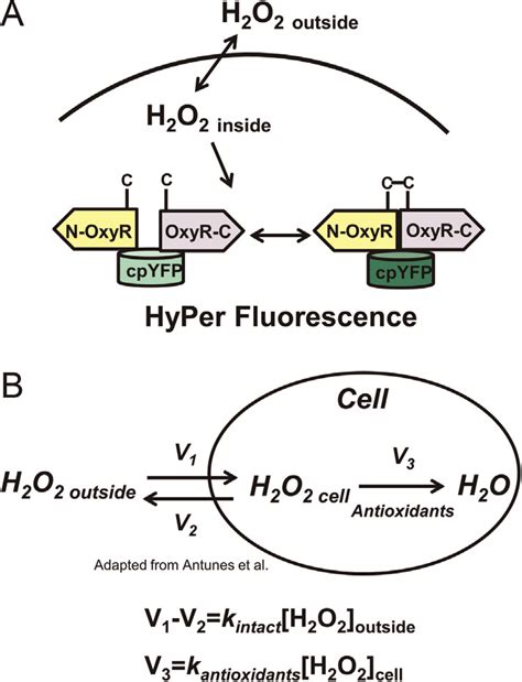 Peroxide (H2O2) Quantification - GravesLab