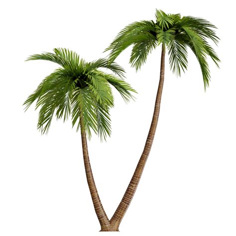 Palm trees in Pennsylvania. Cold hardy palm trees for this area are: European Fan Palm Tree – Zones 7b-11 (5 to 10 F) Pindo Palm Tree – Zones 7b-11 (5 to 10 F) Sago Palm Tree – Zones 7b-11 (5 to 10 F) Saw Palmetto Palm Tree – Zones 7a-11 (0 to 5 F) Windmill Palm Tree – Zones 7b-11 (5 to 10 F)