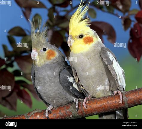 Perruches Calopsittes