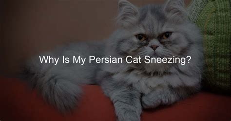 Persian: sneeze & "Bless you"? - WordReference Forums