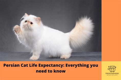 Persian Cat Life Expectancy- How Long Do They Live?