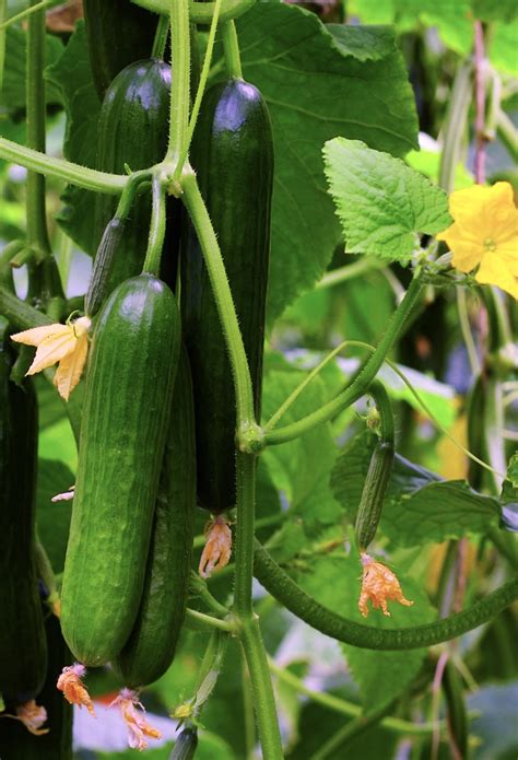 Persian Cucumber Seeds Lebanese Middle Eastern