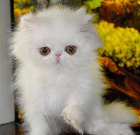 Persian Kittens for sale in California - Felines4us