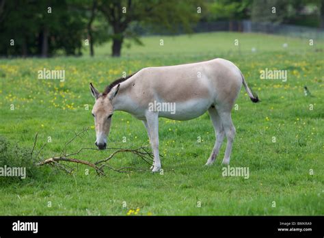 Persian ass gallery. .  <a href=https://1cbo.buhprv.ru/lrc7zpomjs/mbah-sadiman-pe...