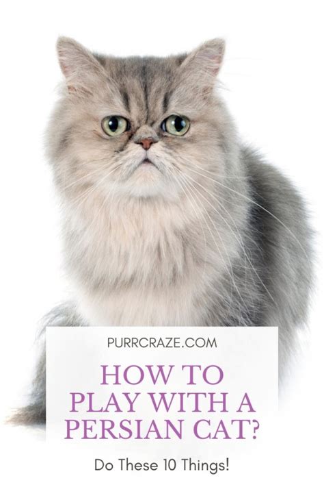 Persian cats the complete guide to own your lovely persian cat breeding caring for rescue buying training. - Guide de référence rapide babylock ble8.