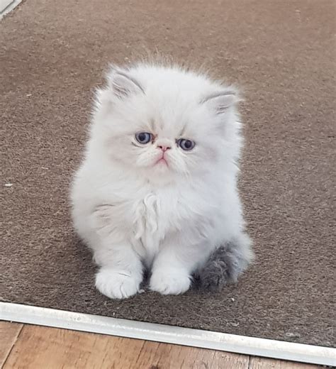 Purebred Persian chinchilla kittens. - Forbes, New South Wales. $ 1,300. $ 1,600 19%. Purebred Persian chinchilla kittensEDITED & RELISTED - Only 1 female left.We have a litter of 4 beautiful, fluffy & healthy chinchilla kittens looking for their forever homes.They are incredibly friendly, cuddly & playful..