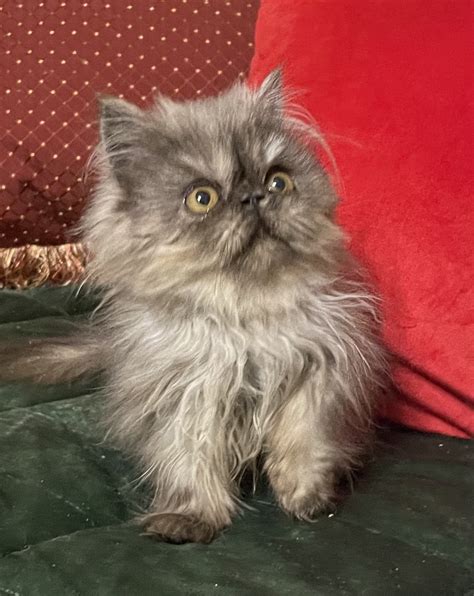Persian kittens for sale in kentucky. Find a persian to adopt. Search thousands of available pets from shelters and rescues in Chewy's network. Refine your search to find the perfect match and complete the adoption process at your local shelter or rescue. 