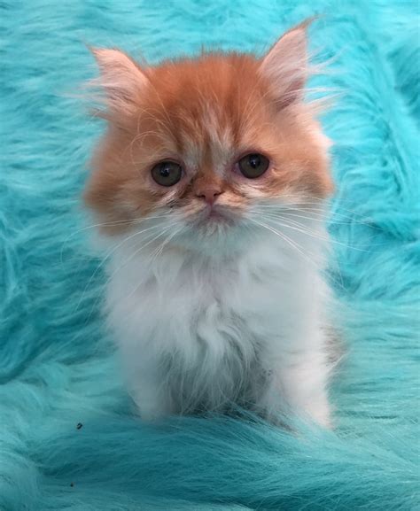 These small and adorable kittens require specific needs and special attention, especially in their first few months of life. Here are some essential tips on how to take care of a Persian teacup kitten. Offering the finest Petite Doll-faced kittens at Purse Persians. Ask about our upcoming litters. We are Accepting deposits for upcoming litters! . 