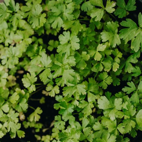 Persilja &ndash; Wikipedia