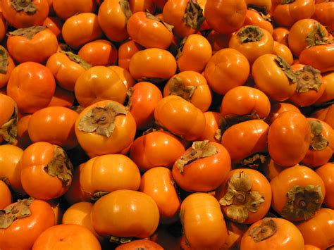 Persimmins. May 12, 2023 · American persimmons produce urn-shaped blooms that appear in late spring then turn to fruit and ripen in fall. In the wild, a persimmon tree can grow to 60 feet (18.3 m) in height, with branches spreading from 20 to 35 feet (6 to 10.7 m) and a trunk two feet thick. However, in home cultivation, persimmons are commonly much shorter and smaller. 